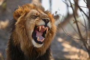 The Bess Role of Lions in African Ecosystem in 2023