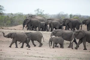 The Fascinating Life of African Elephants in 2023