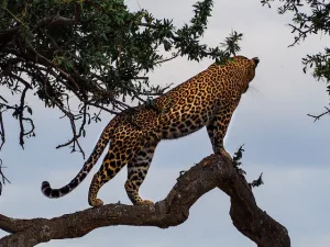 Jaguars Unleashed: Jaguars Role in Their Ecosystems in 2023