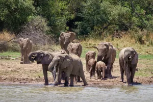 The Fascinating Life of African Elephants in 2023