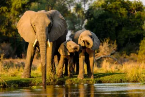 The Fascinating Life of African Elephants in 2023