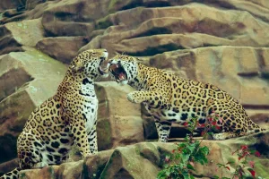 Jaguars Unleashed: Jaguars Role in Their Ecosystems in 2023