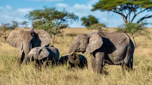 The Fascinating Life of African Elephants in 2023