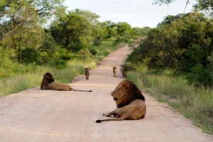 The Bess Role of Lions in African Ecosystem in 2023