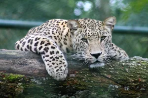 Jaguars Unleashed: Jaguars Role in Their Ecosystems in 2023