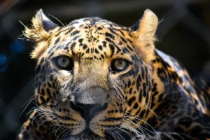 Jaguars Unleashed: Jaguars Role in Their Ecosystems in 2023