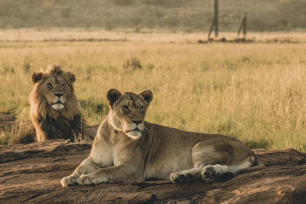 The Bess Role of Lions in African Ecosystem in 2023