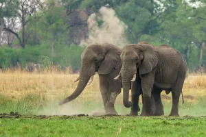 The Fascinating Life of African Elephants in 2023