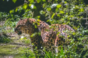 Jaguars Unleashed: Jaguars Role in Their Ecosystems in 2023