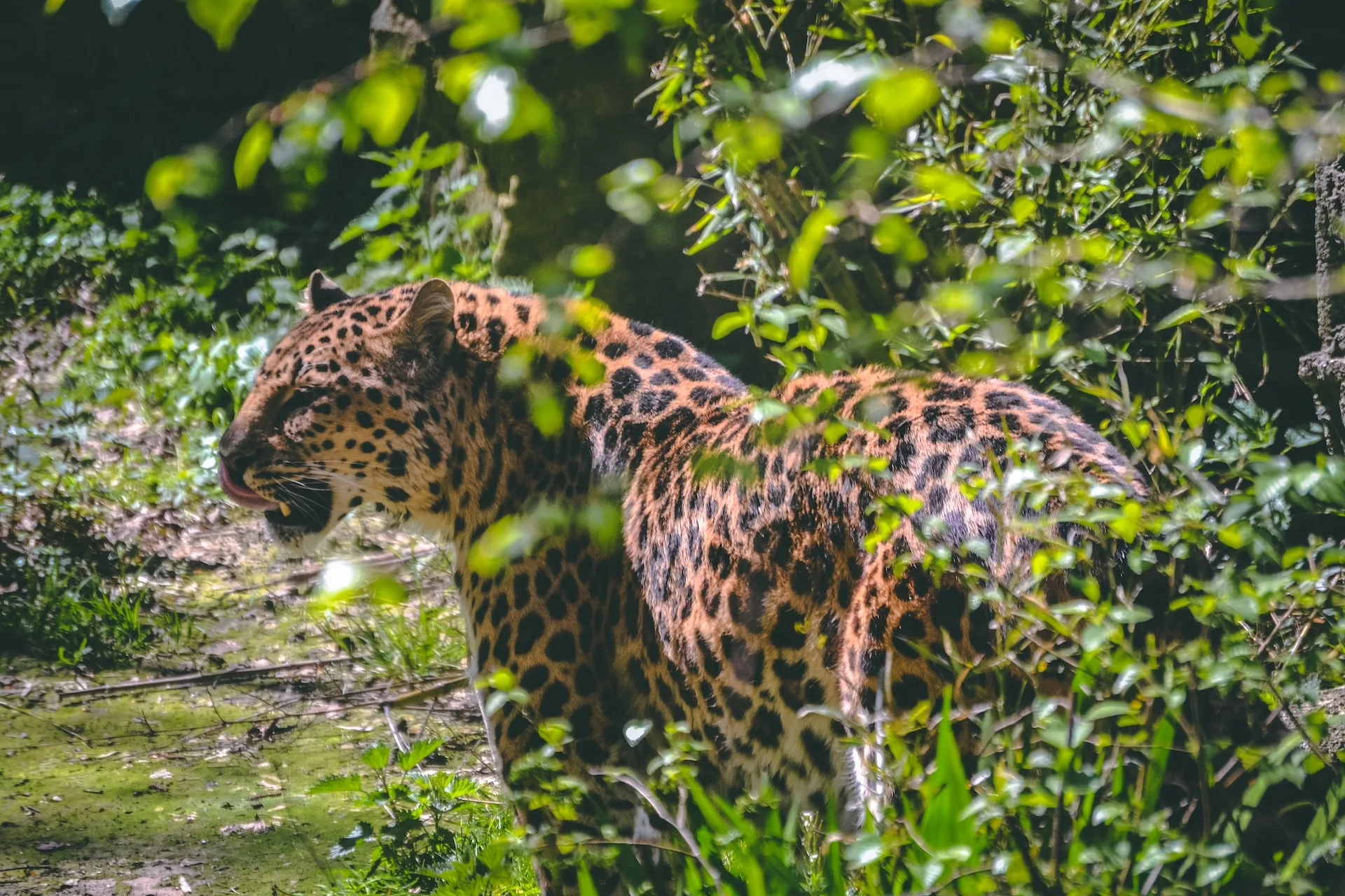 Jaguars Unleashed: Jaguars Role in Their Ecosystems in 2023