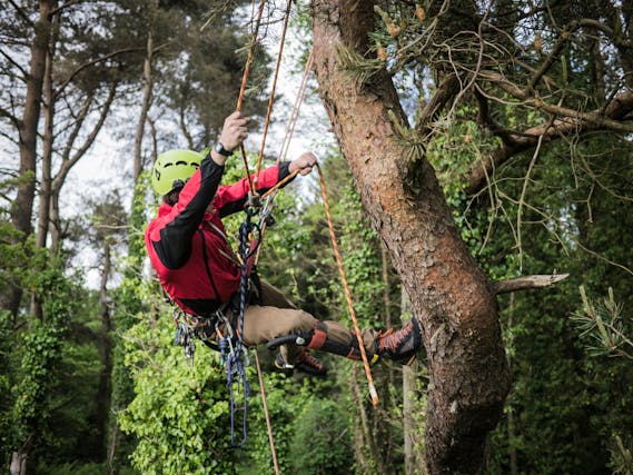 Reach New Heights: Mastering the Art of Rope Climbing in 2024